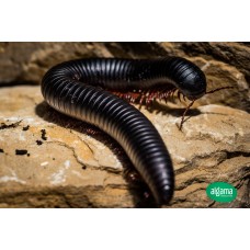 Milpiés gigante negro gigas